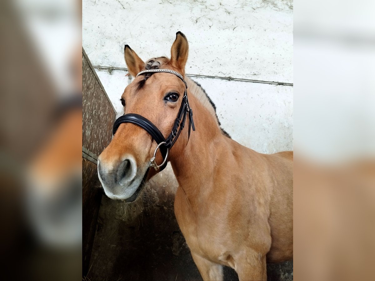 Fjord Horses Mare 16 years 14,1 hh Dun in Zwickau