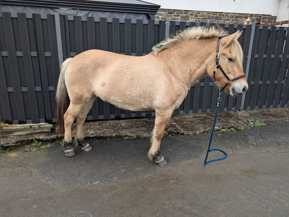 Fjord Horses Mare 17 years 14,3 hh Dun in Morsbach