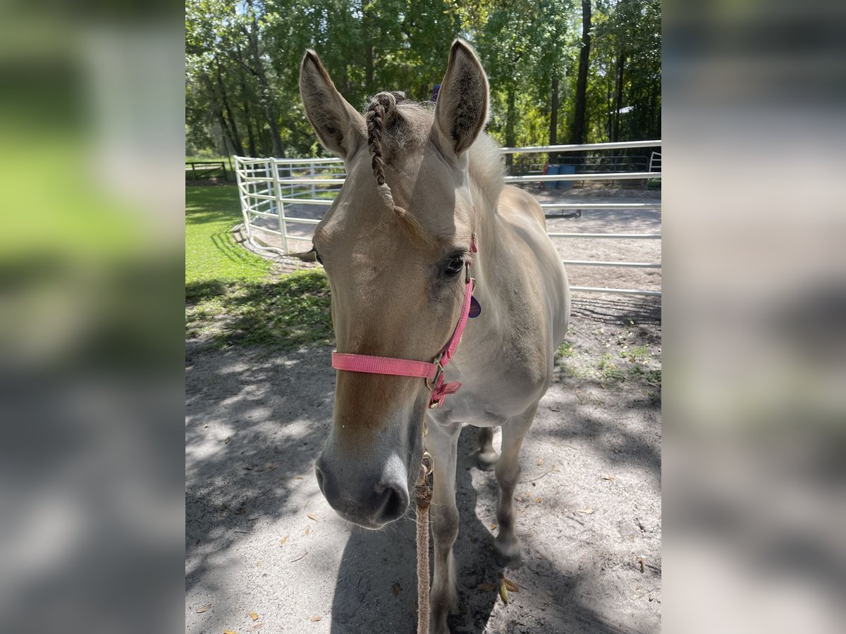 Fjord Horses Mare 1 year 12 hh Dun in Saint Augustine