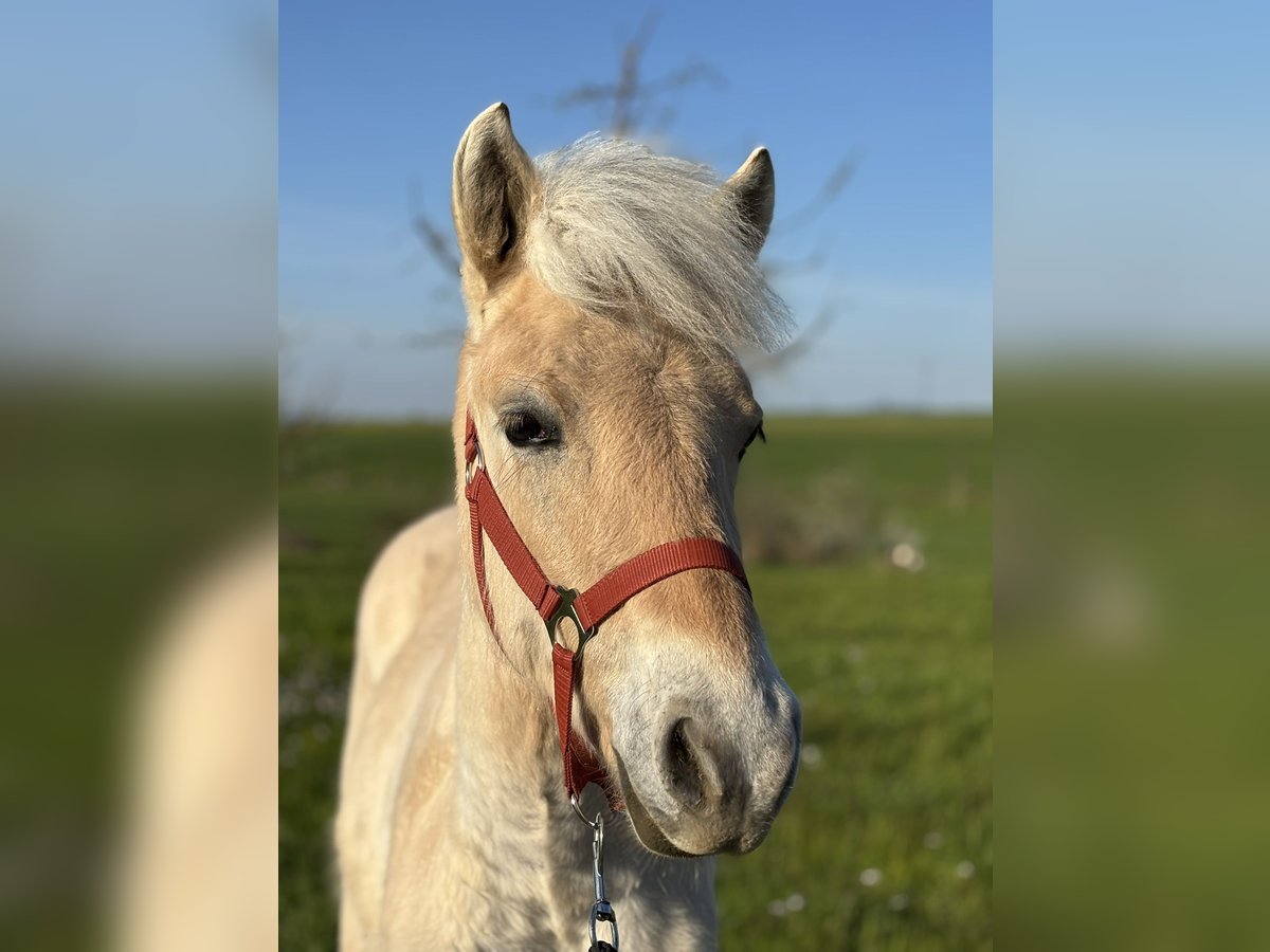 Fjord Horses Mare 1 year 12,1 hh Dun in Beinwil (Freiamt)