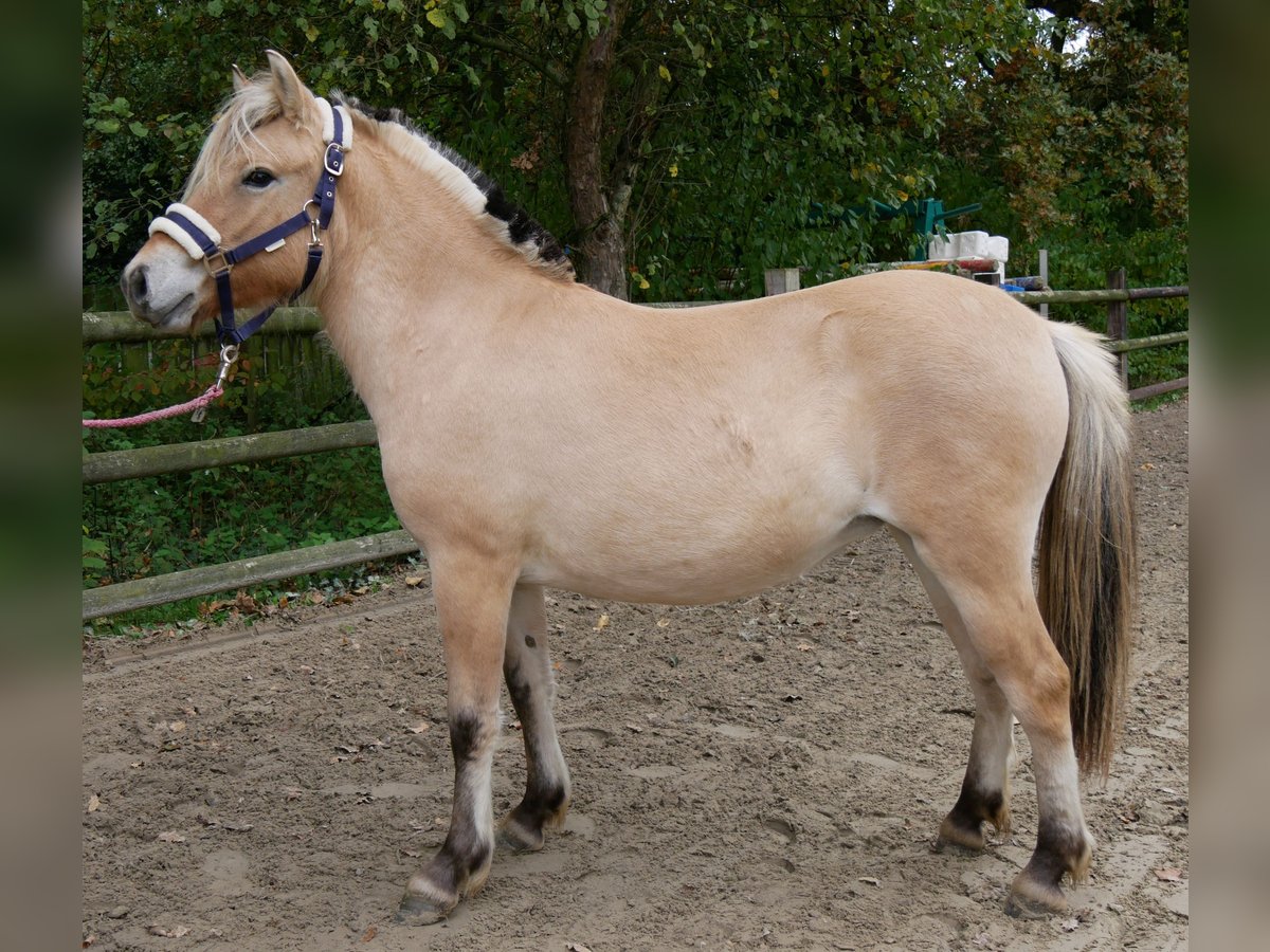 Fjord Horses Mare 1 year 12,1 hh in Dorsten