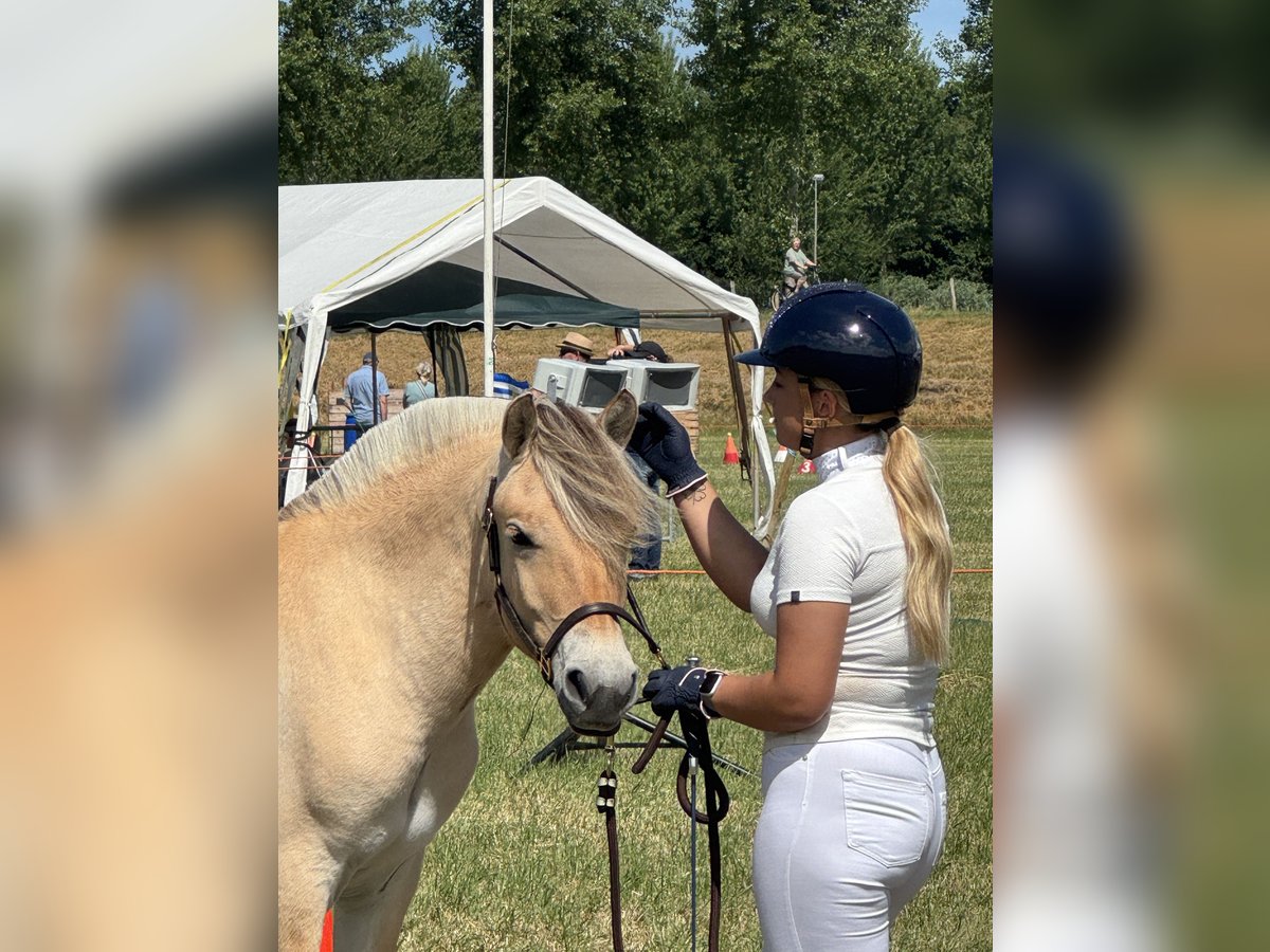 Fjord Horses Mare 1 year 13,1 hh Brown in Oud Gastel Fjord Horses Mare 1 year 13,1 hh Brown in Oud Gastel