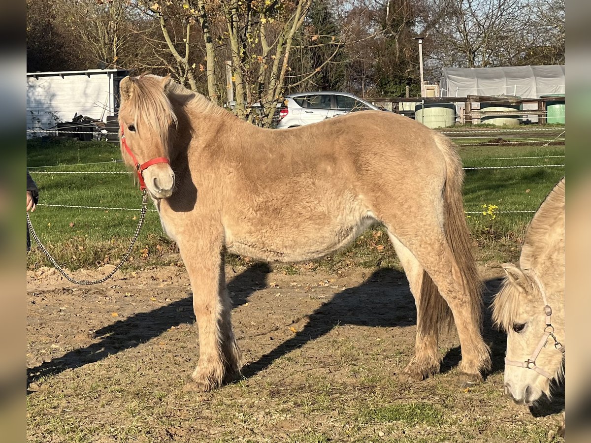 Fjord Horses Mare 1 year 13,1 hh Dun in Bonn