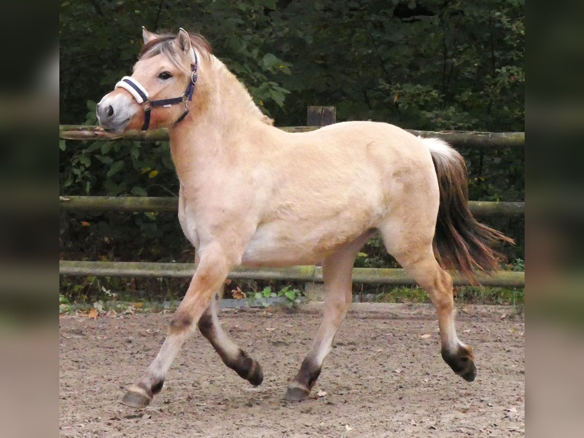 Fjord Horses Mare 1 year 13,2 hh in Dorsten