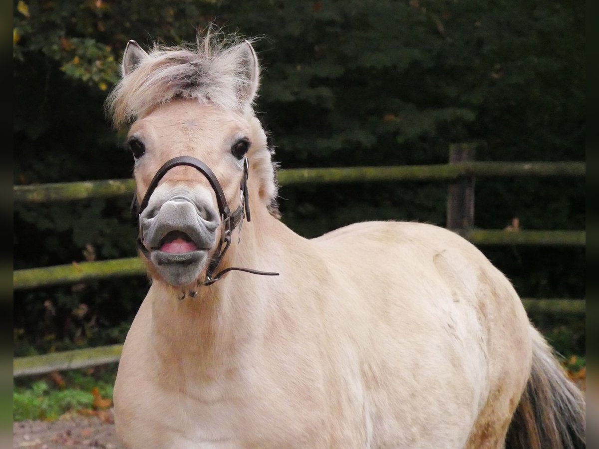 Fjord Horses Mare 1 year 13,2 hh in Dorsten