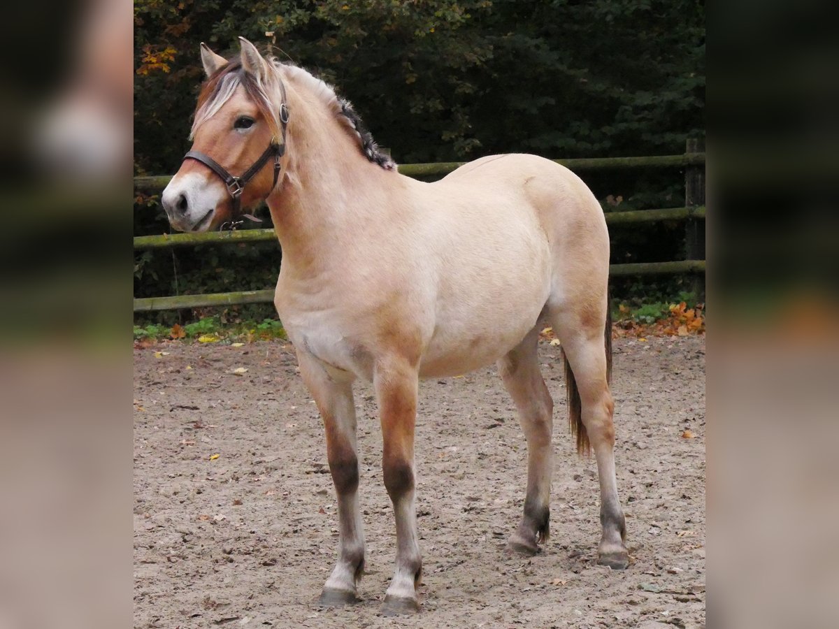 Fjord Horses Mare 1 year 13,2 hh in Dorsten