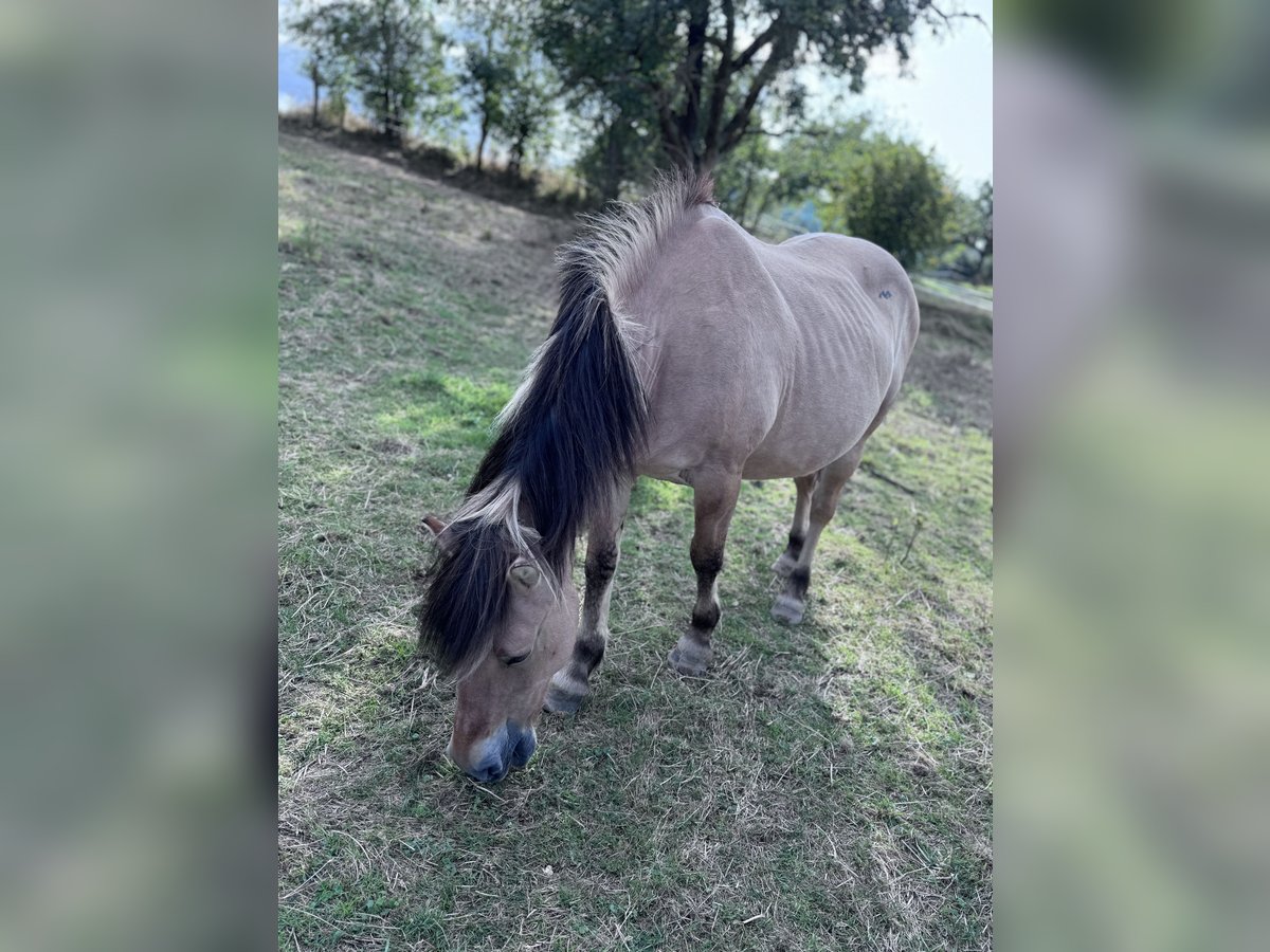 Fjord Horses Mare 22 years 13,2 hh Dun in Lahnau