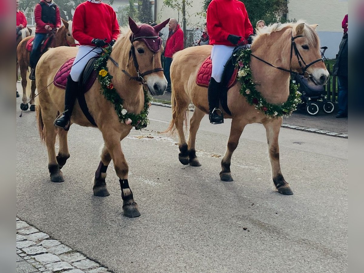 Fjord Horses Mare 23 years 13,3 hh in Schwenningen