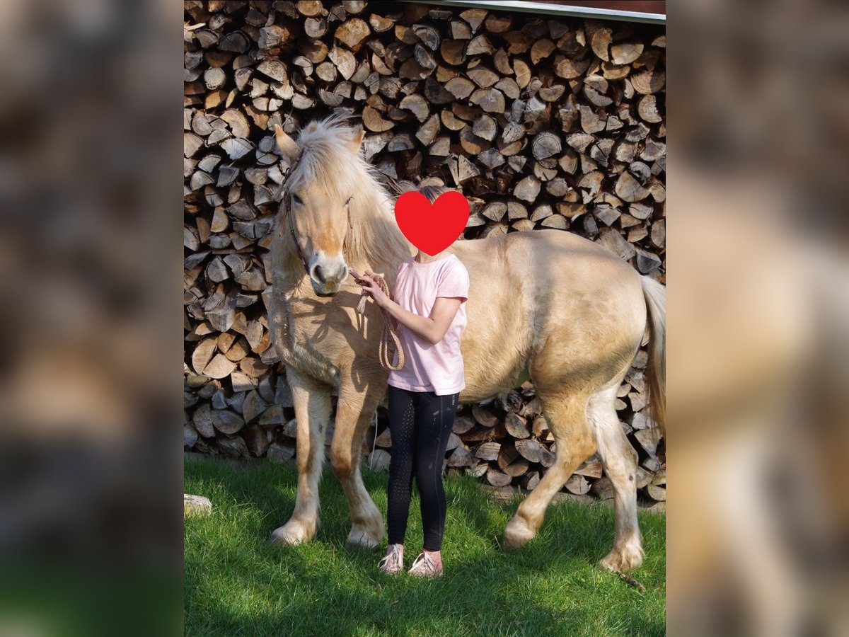 Fjord Horses Mare 25 years 14,1 hh Dun in Rattelsdorf