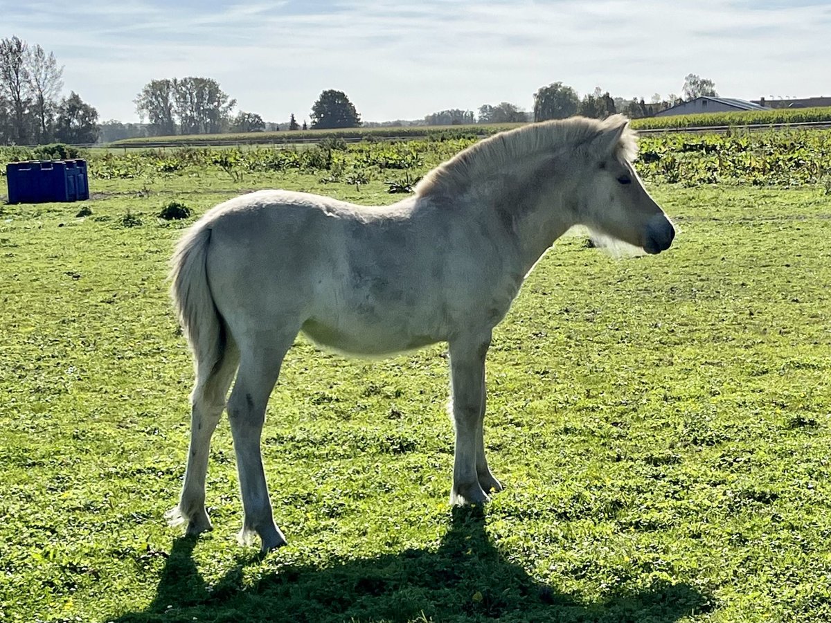 Fjord Horses Mare 2 years in Mechelen