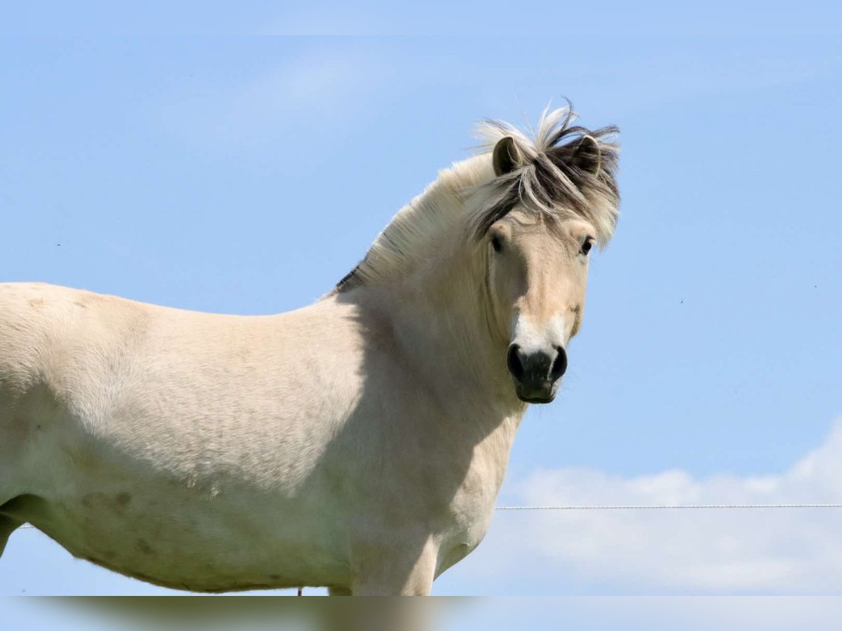 Fjord Horses Mare 3 years 13,3 hh Dun in Alt Duvenstedt