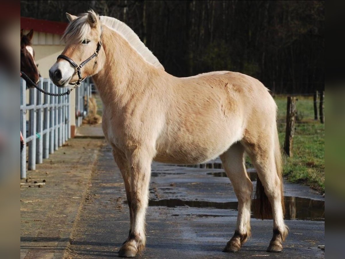 Fjord Horses Mare 3 years 13,3 hh Dun in Gr&#xFC;nberg