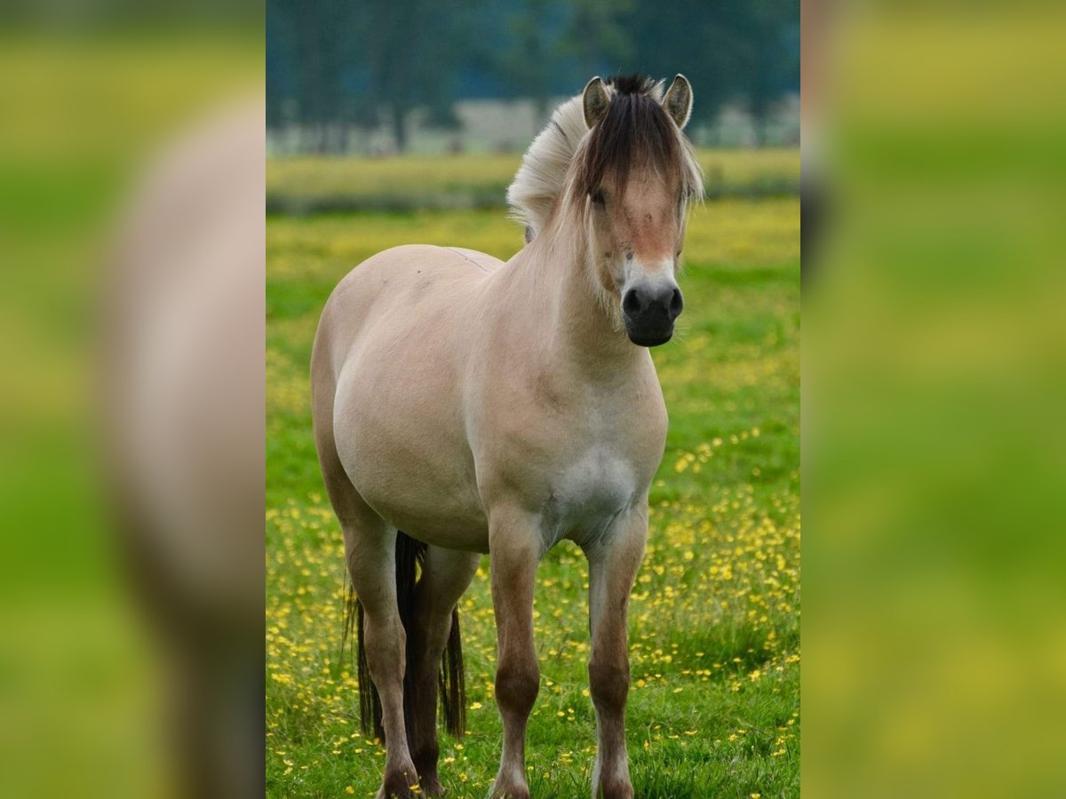 Fjord Horses Mare 3 years 14 hh Dun in FLETHSEE