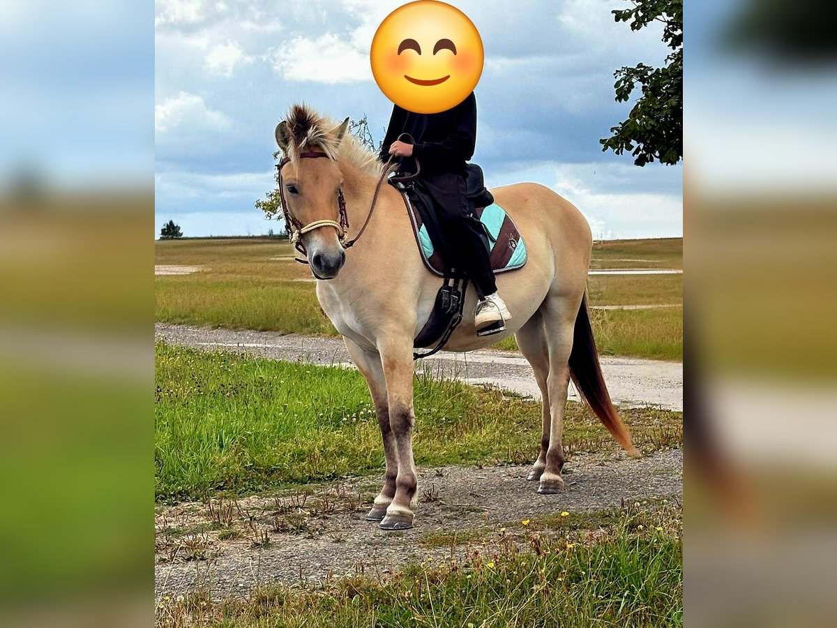 Fjord Horses Mare 3 years 14,1 hh Dun in Blankenheim