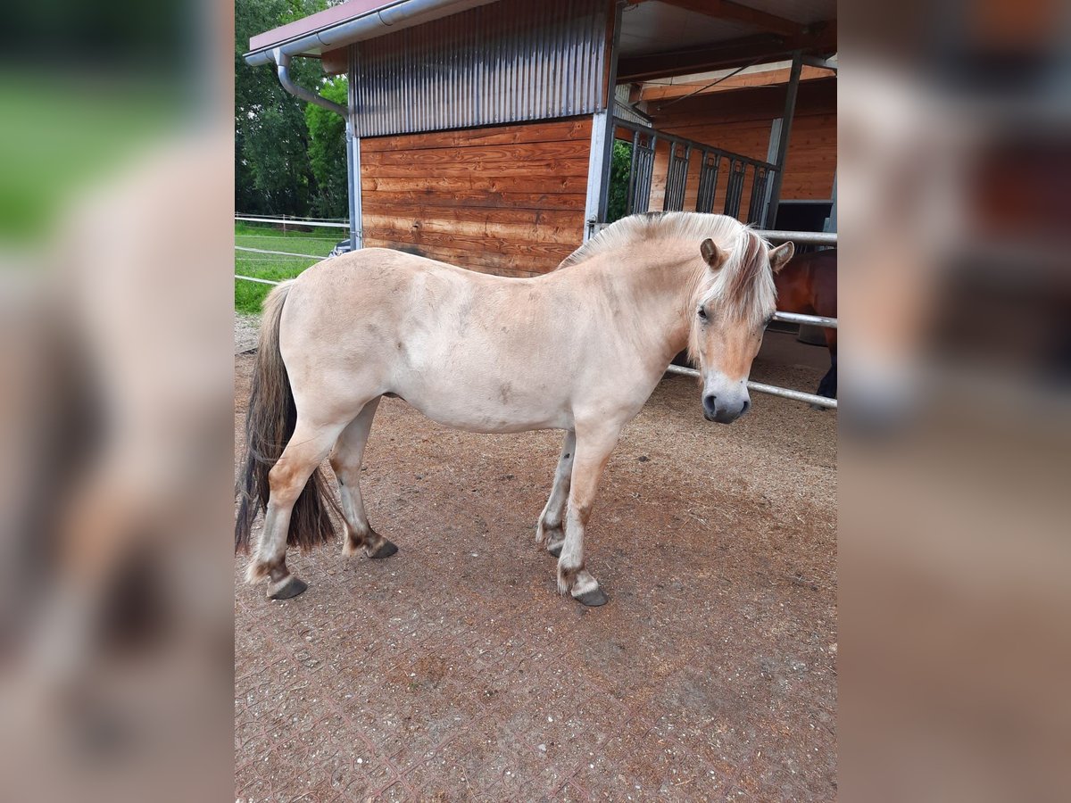 Fjord Horses Mare 3 years Brown Falb mold in M&#xFC;nchen