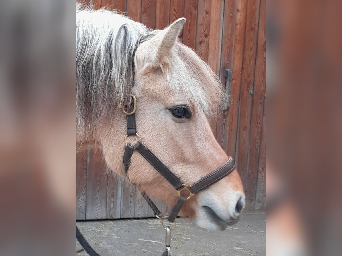 Fjord Horses Mare 4 years 14 hh Dun in Land-Übelbach Fjord Horses Mare 4 years 14 hh Dun in Land-Übelbach