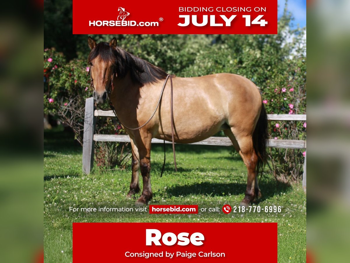 Fjord Horses Mix Mare 5 years 14,1 hh Dun in Fergus Falls, MN