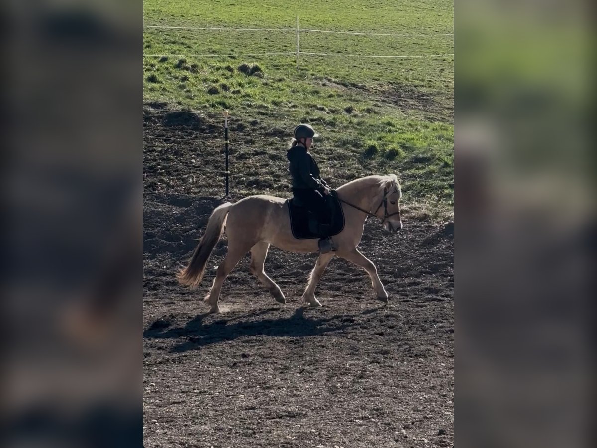 Fjord Horses Mare 5 years 14,1 hh Red Dun in Eisbach