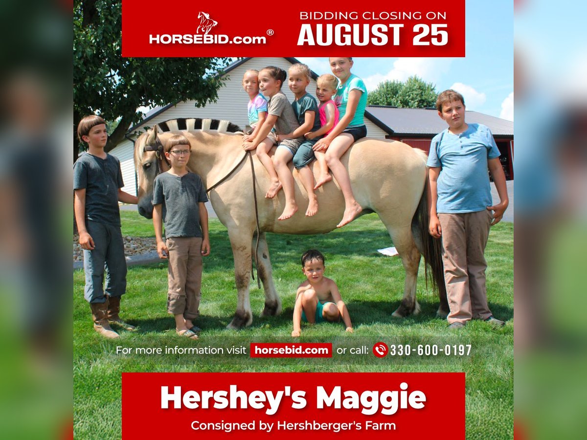Fjord Horses Mare 5 years 14,2 hh Buckskin in Millersburg