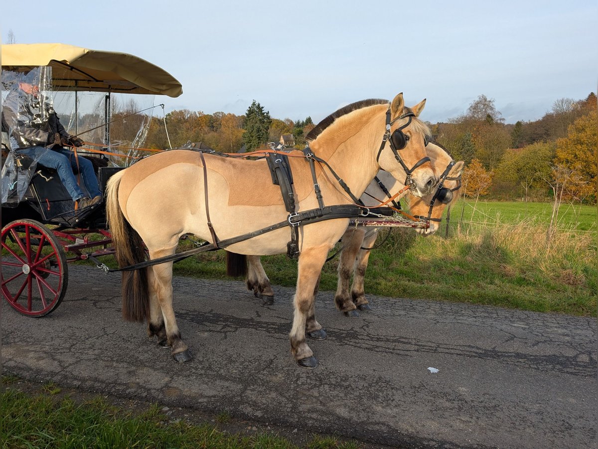 Fjord Horses Mare 5 years 15,1 hh Dun in Morsbach