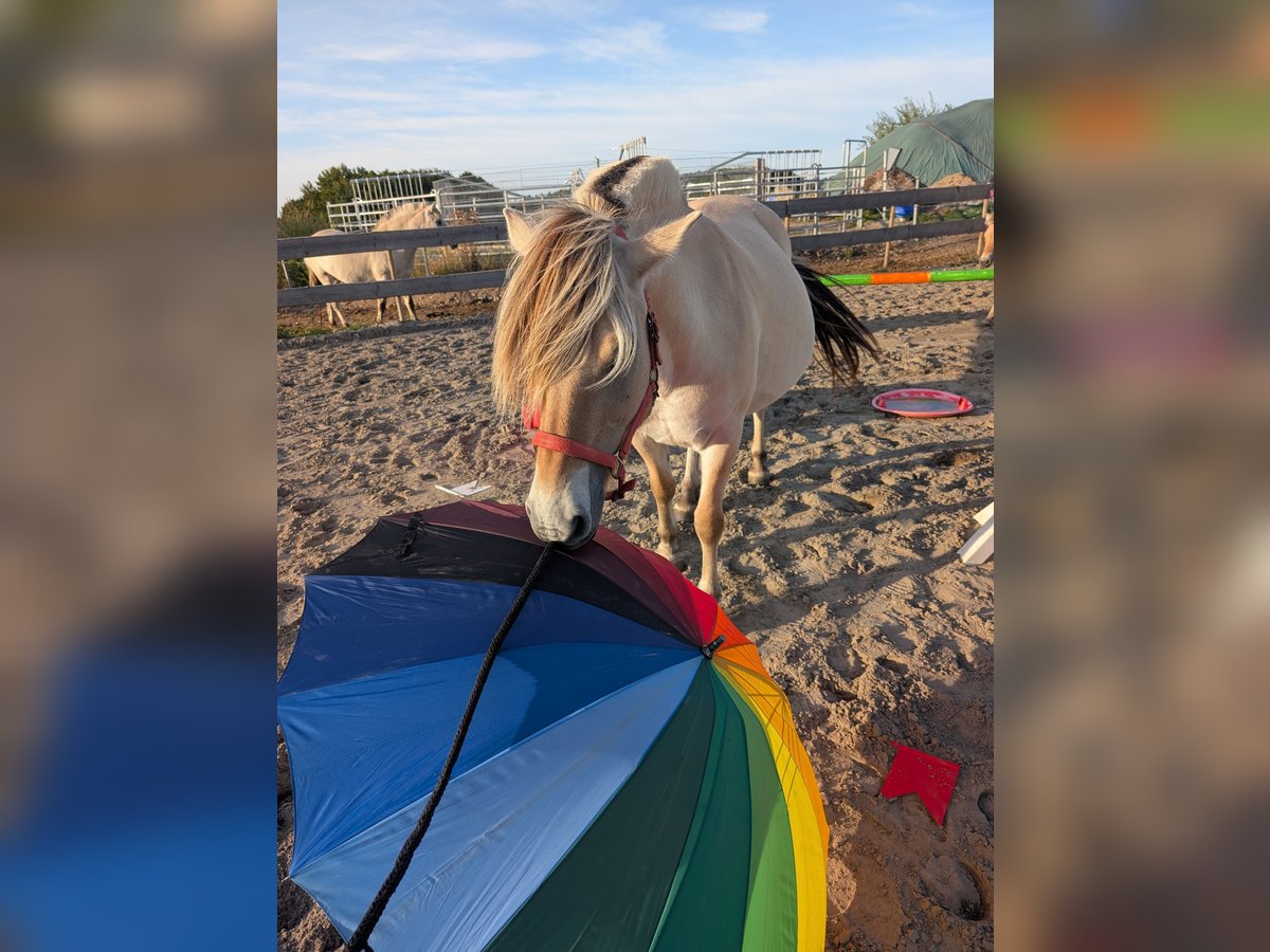 Fjord Horses Mare 6 years 14,1 hh in Lautertal