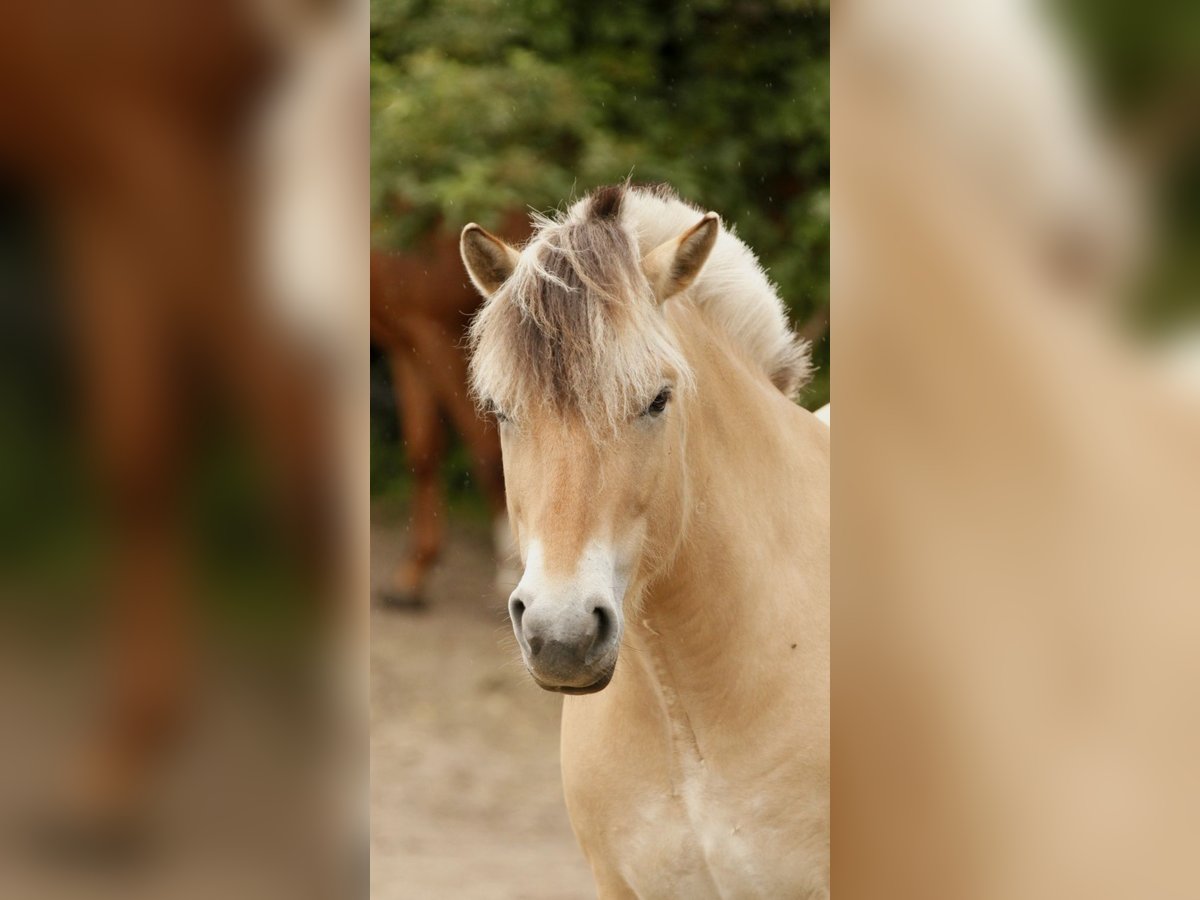 Fjord Horses Mare 6 years 14,1 hh in Rodgau