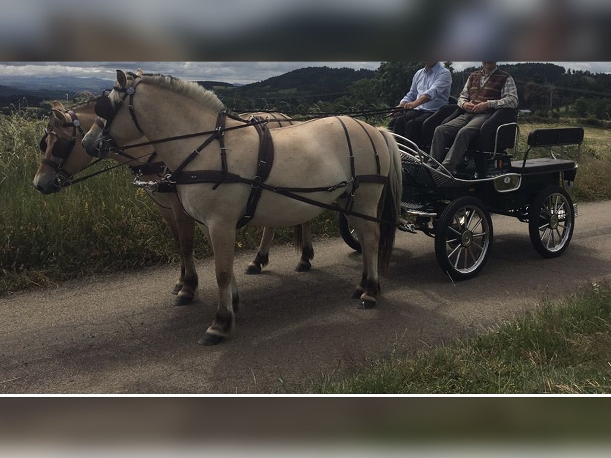Fjord Horses Mare 6 years Dun in Le Puy-en-Velay