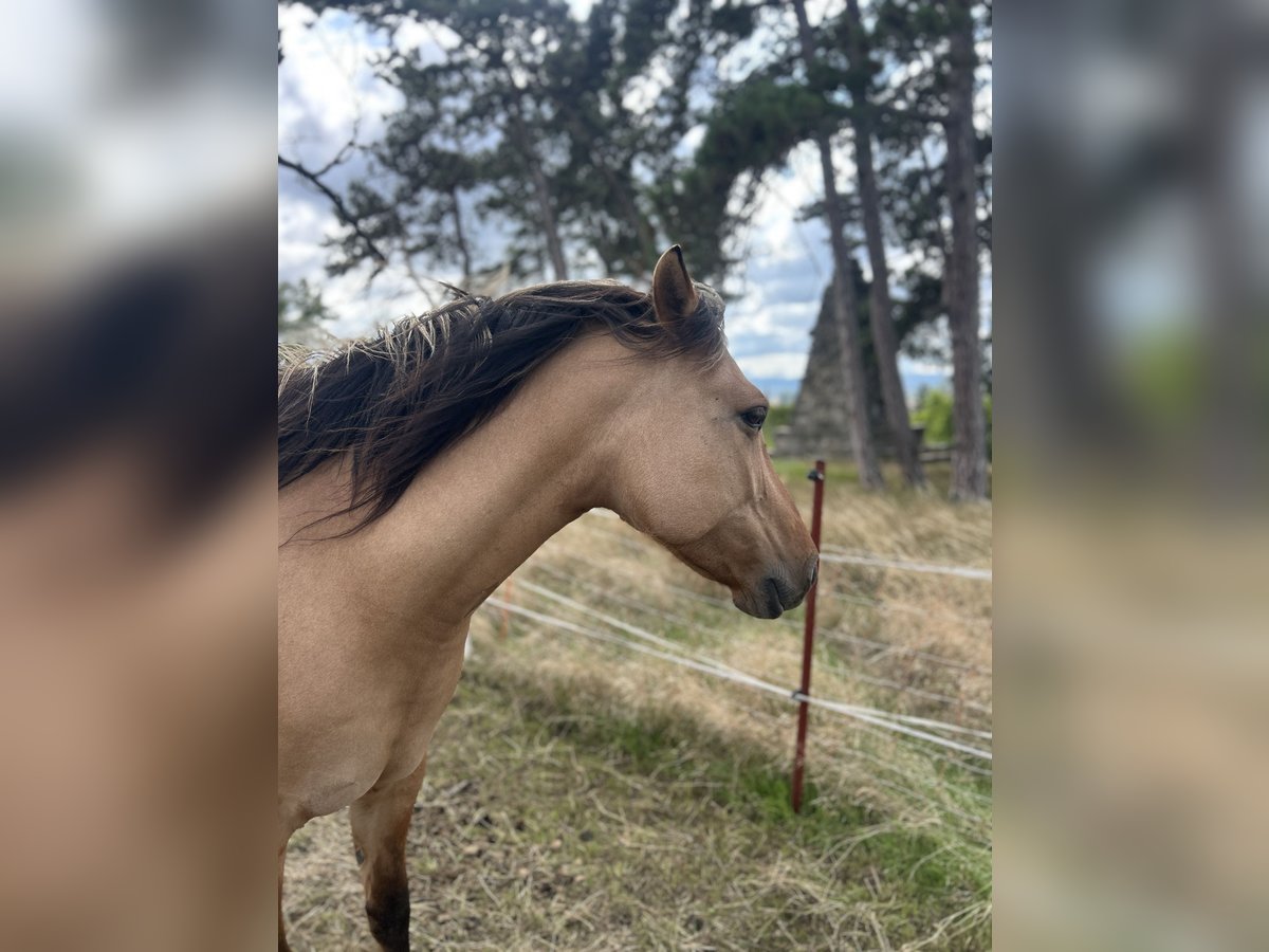 Fjord Horses Mix Mare 7 years 13,2 hh Dun in Ballenstedt