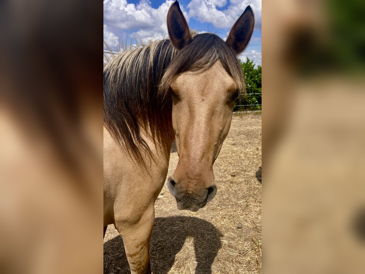 Fjord Horses Mix Mare 7 years 13,2 hh Dun in Ballenstedt