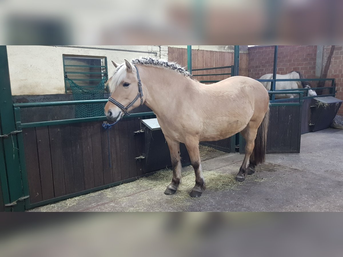 Fjord Horses Mare 7 years in Ostrhauderfehn