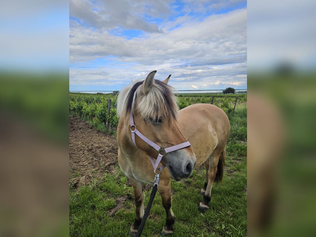 Fjord Horses Mare 8 years 14,1 hh Dun in Mörbisch am See