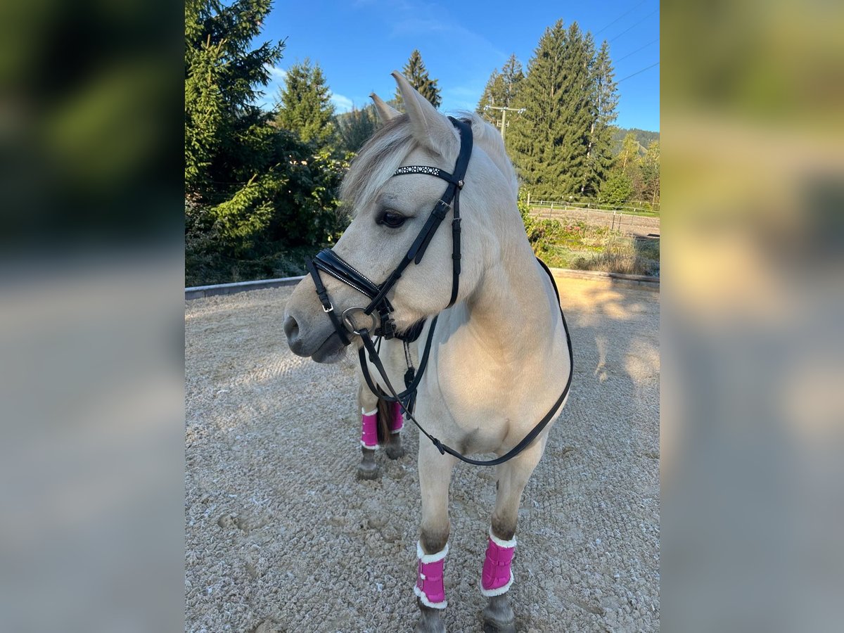 Fjord Horses Mare 8 years 14,2 hh Dun in Ofterschwang