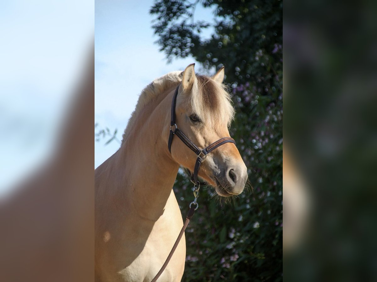 Fjord Horses Mare 9 years 13,2 hh Dun in Oberneukirchen