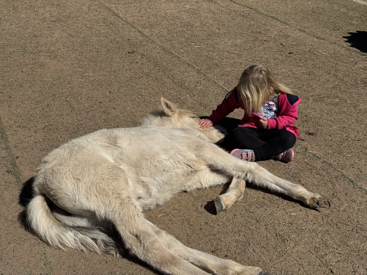 Fjord Horses Mare  13,2 hh Dun in Altleiningen