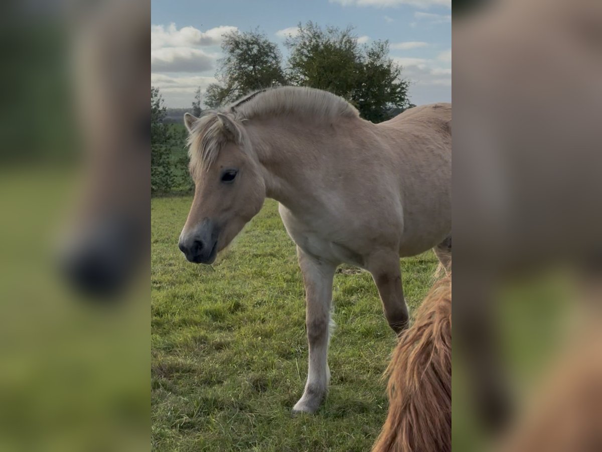 Fjord Horses Mare Foal (03/2025) 14,1 hh Dun in Steinbergkirche