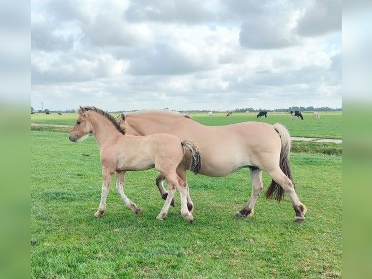 Fjord Horses Mix Mare Foal (04/2025) in Tzummarum