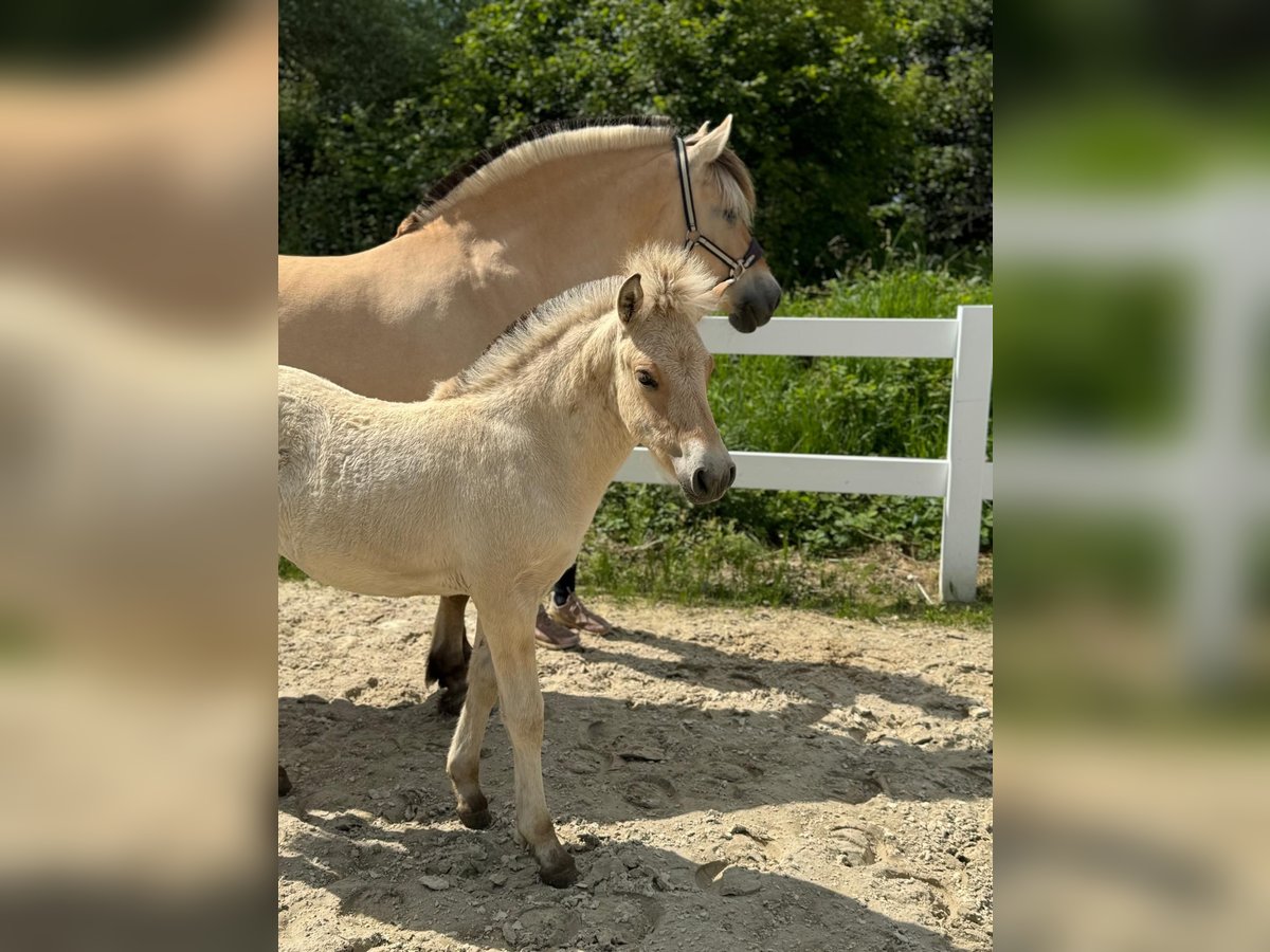 Fjord Horses Mare Foal (04/2024) Dun in Helferskirchen