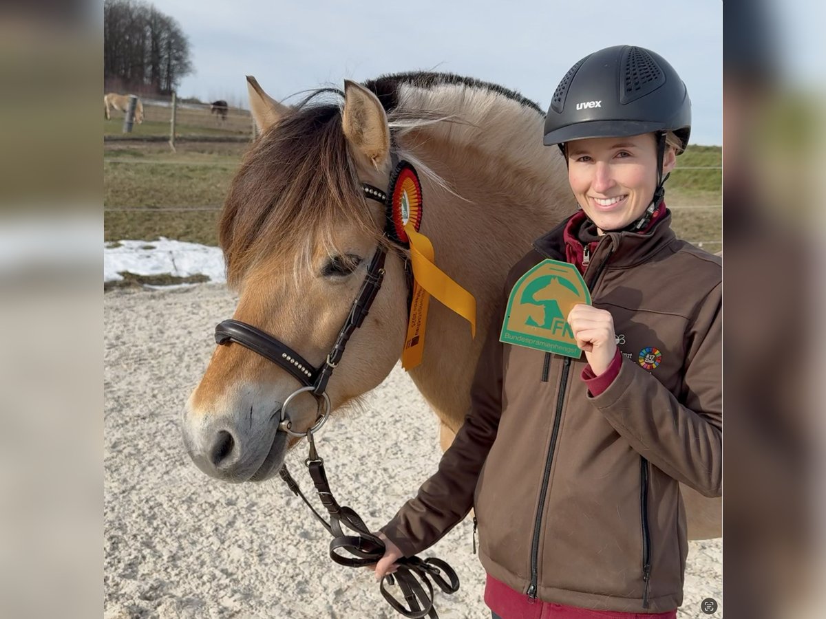 Fjord Horses Stallion 11 years 14,2 hh Dun in Liebstadt