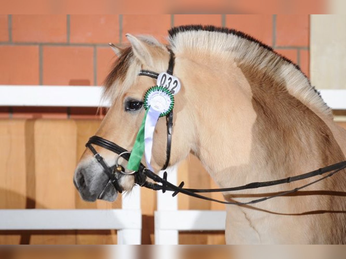 Fjord Horses Stallion 12 years 14,1 hh Dun in Liebstadt