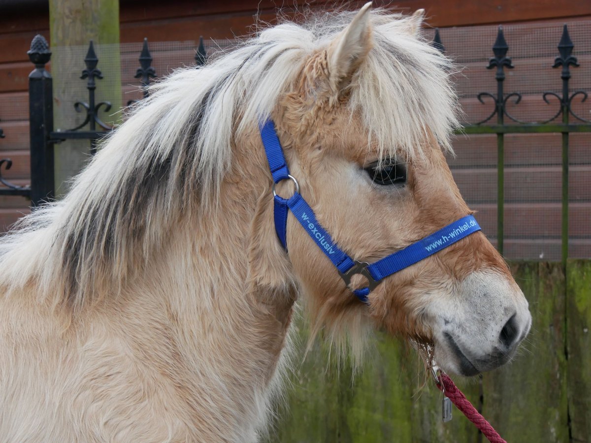 Fjord Horses Stallion 1 year 12,1 hh in Dorsten