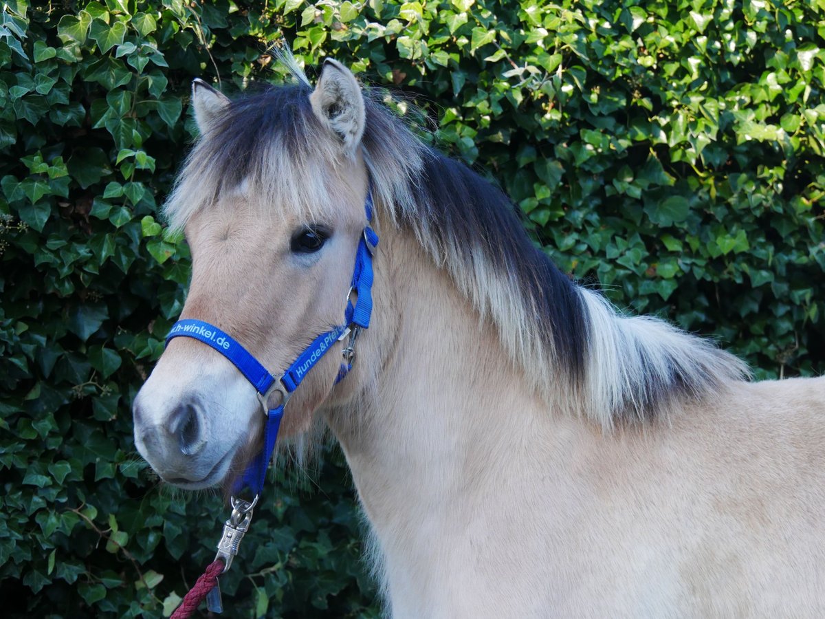 Fjord Horses Stallion 1 year 12,2 hh in Dorsten