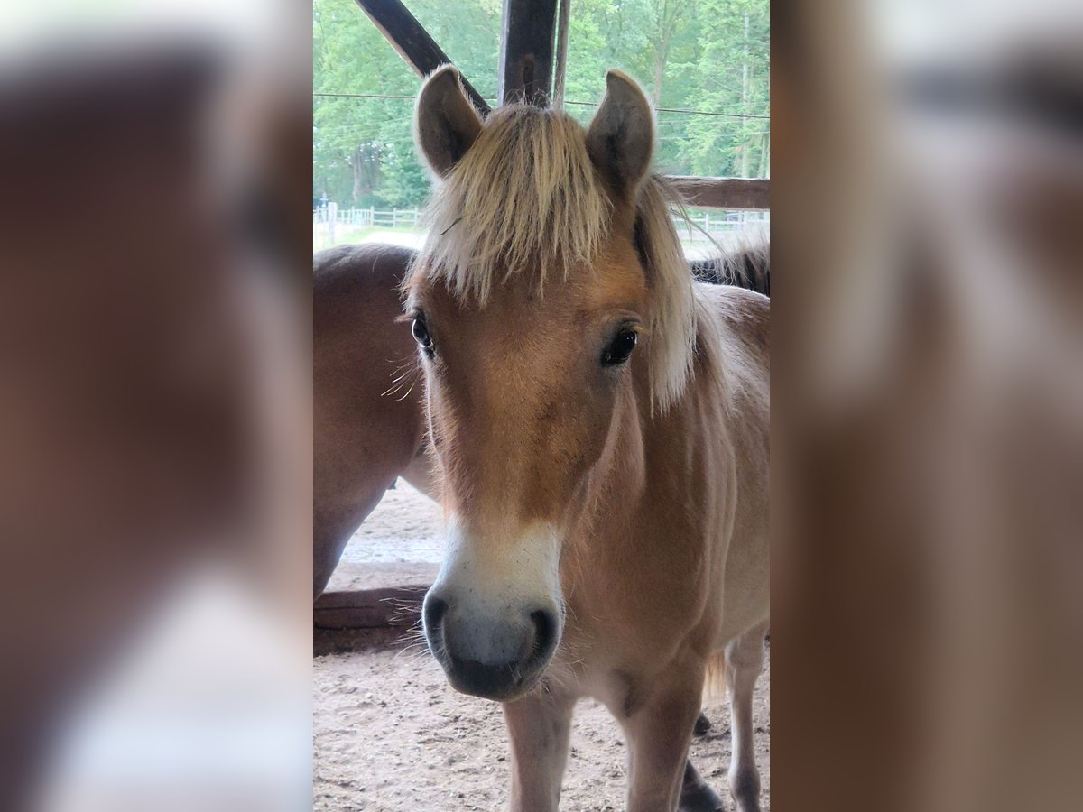 Fjord Horses Stallion 1 year 12,2 hh Dun in H&#xFC;nxe