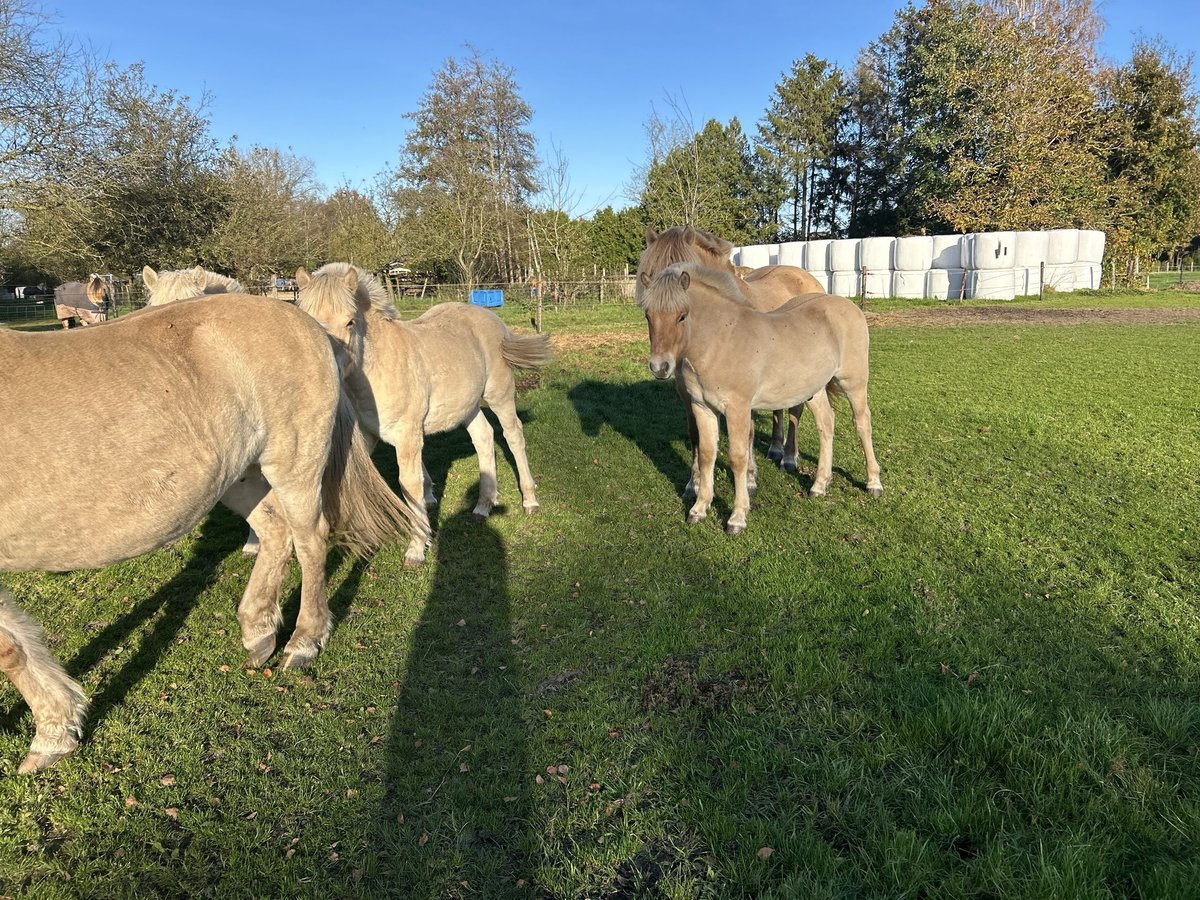 Fjord Horses Stallion 1 year 14,1 hh Bay in Hijken