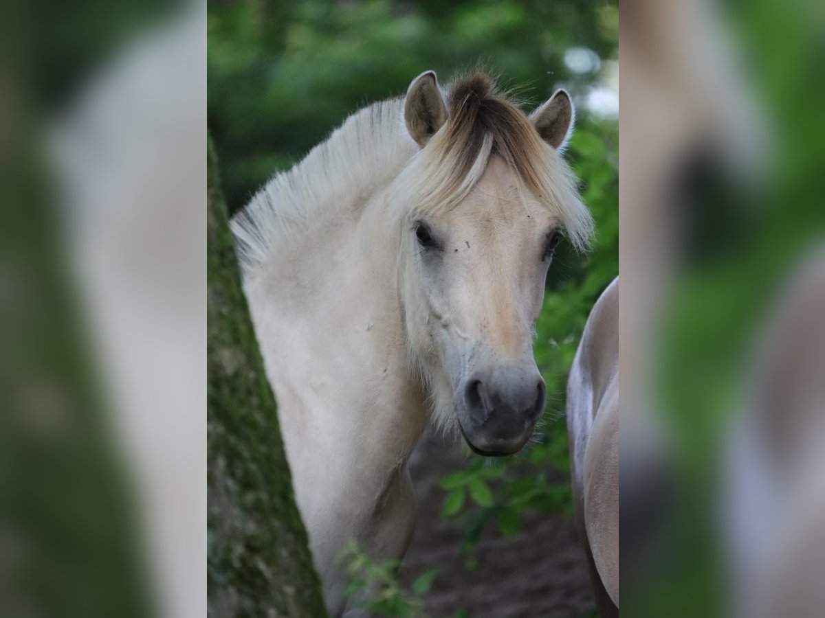 Fjord Horses Stallion 1 year 14,1 hh Brown Falb mold in Alt Duvenstedt