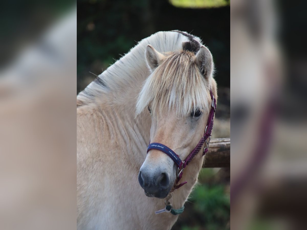 Fjord Horses Stallion 1 year 14,1 hh Dun in Alt Duvenstedt