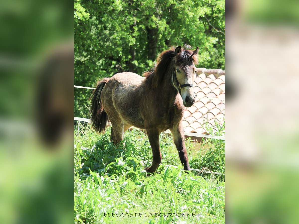 Fjord Horses Stallion 1 year 14,3 hh Dun in saint antoine de ficalba