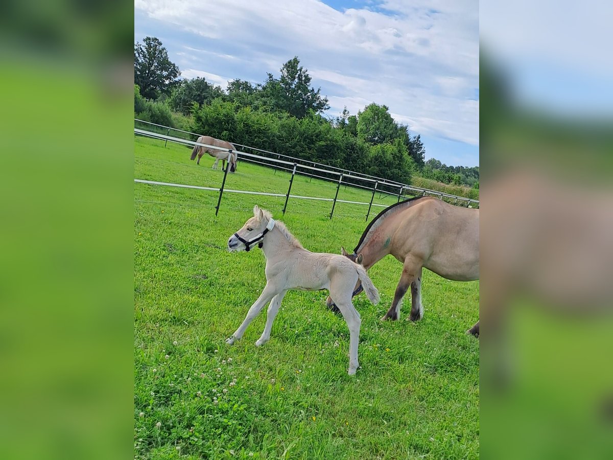 Fjord Horses Stallion 1 year in Hohne