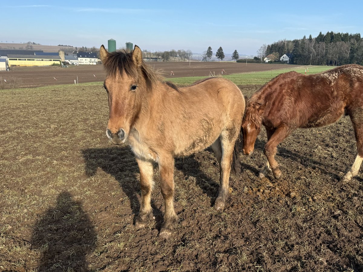 Fjord Horses Stallion 2 years 13,1 hh Dun in Daleiden