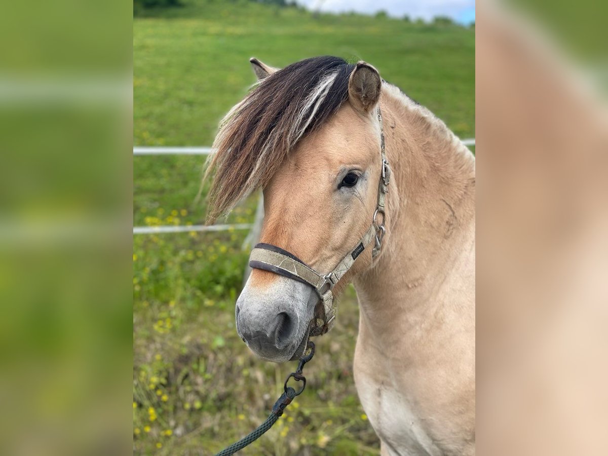 Fjord Horses Stallion 2 years 13,2 hh in Elsfjord