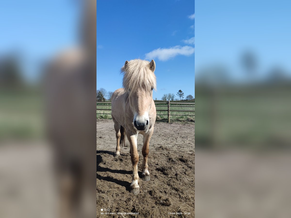 Fjord Horses Stallion 3 years 14 hh Red Dun in N&#xF8;rager